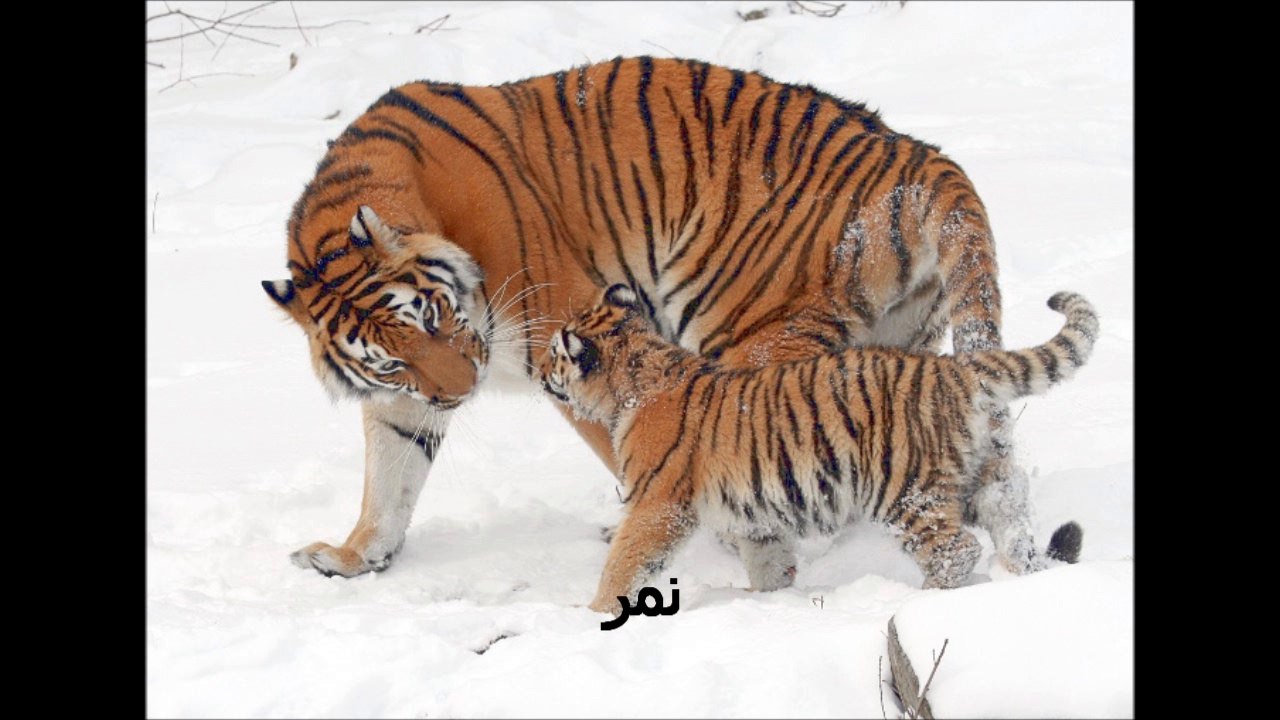 أصوات الحيوانات للأطفال