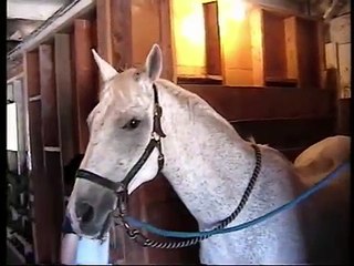 Tribute To Mander. The best horse ever!