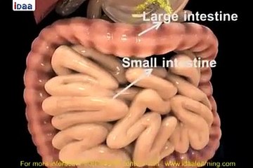 Digestive system in human You Tube