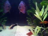 Discus fish on my tank with lepistes
