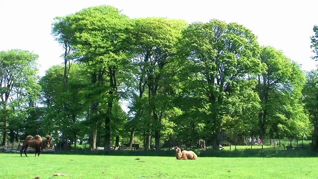 Manor House - Birth of a Baby Camel: MHWP, Tenby, Pembrokeshire, Wales: May 23rd, 2012