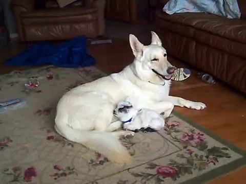 White German Shepherd Cuddles Baby Goat