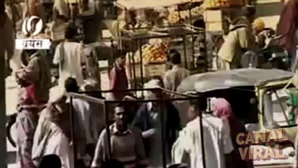 Encuentran un dragón marino vivo | Canal Viral