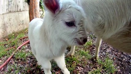 Pismo The Kid - The Big Wave Surfing Goat