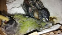Gouldian Chicks - Hand Feeding - Day 23