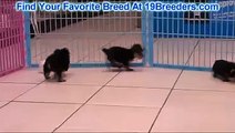 Yorkshire Terrier, Puppies For Sale, In Atlanta, Georgia, GA, 19Breeders, Savannah,Sandy Springs