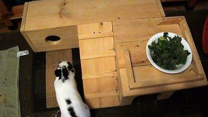 Pinou repas du soir (09-05-15)
