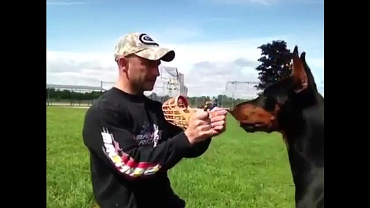 well_trained_doberman