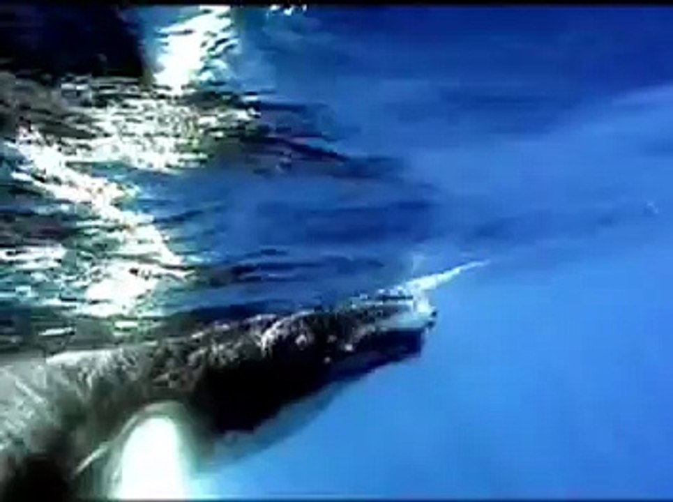 TRIBUTE TO SEA SHEPHERD