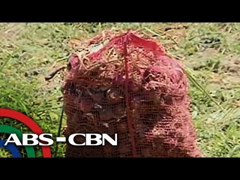 Bentahan ng sibuyas, bahagyang tumaas