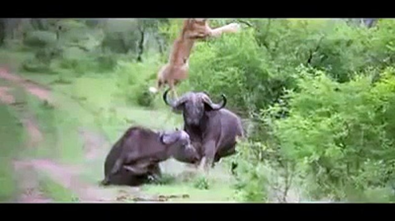 buffalo_throws_lion