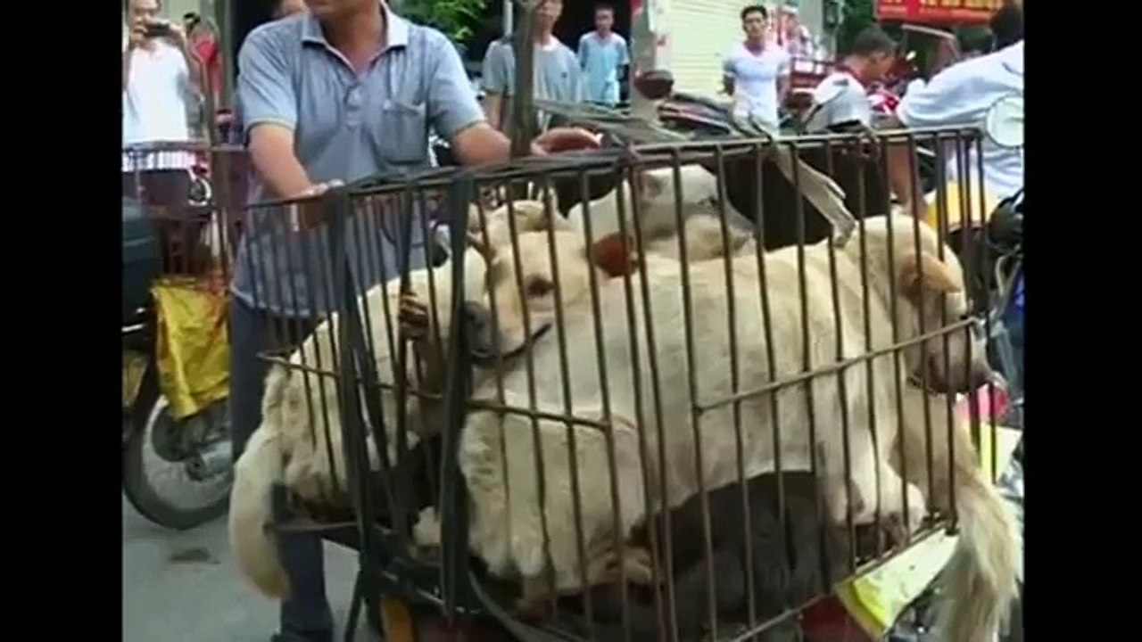 Dog meat festival in China