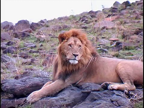 Lion King - He Lives in You - A Tribute