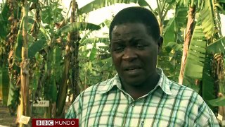 Bananas contra los problemas de nutrición en Uganda