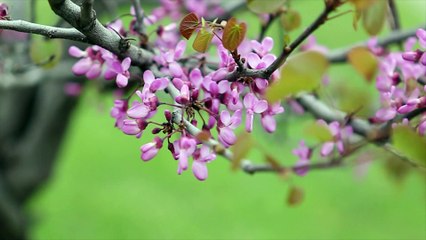 Özlem & Emre Düğün Hikayesi