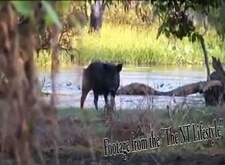 The Feral Pig in Australia