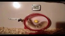 Hamster Twin Turbo