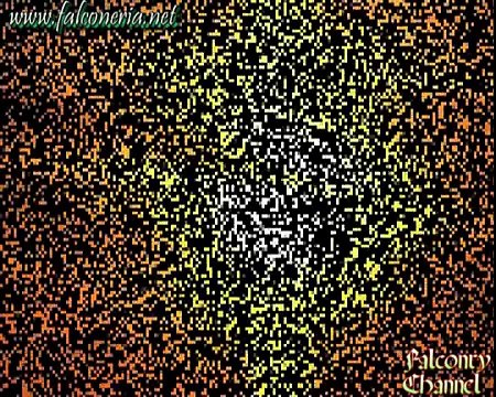 Duck Hawking with peregrine falcon - Caccia alle anatre col falco pellegrino