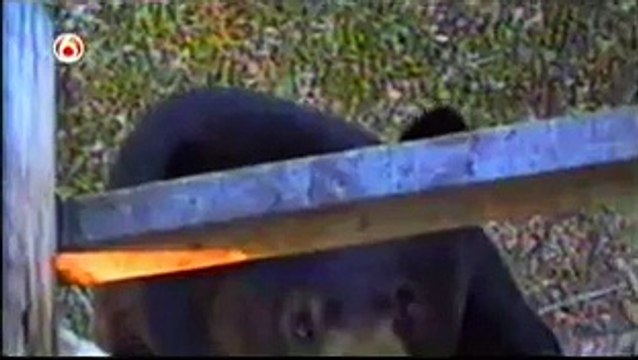 Funniest Home Videos part 203?syndication=228326