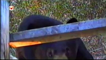 Funniest Home Videos part 203?syndication=228326