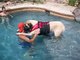 Cet énorme chien a peur de l’eau, alors regardez comment son papa lui apprend à aimer nager