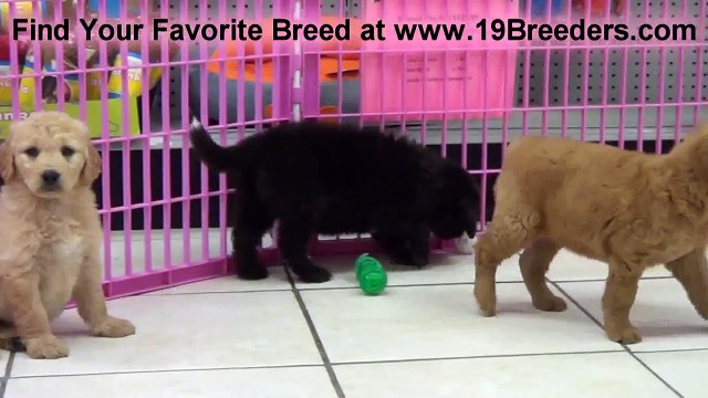 Golden Doodle, Puppies For Sale, In Atlanta, Georgia, GA, Savannah,Sandy Springs, Roswell