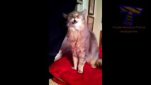 Sneezing and yawning cats and dogs - Funny and cute animal compilation