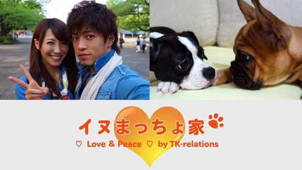 【イヌまっちょ×高速アヘ顔 】（ボストンテリア×キャバリア）（ブルドッグ×フレンチブルドッグ）ミックス犬２匹