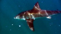 Great White Shark - Cage Diving Gansbaai 2009
