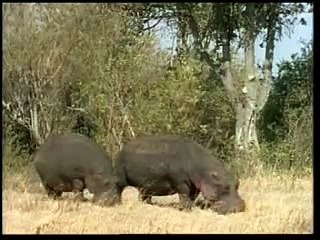 Naturaleza y Vida Salvaje - Los Leones del Serengueti 4/5