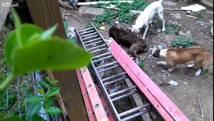 3 Boxers Capture a Raccoon in a backyard and Guy films With Commentary
