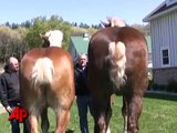 Horsing Around: Tall Horse, Tiny Horse