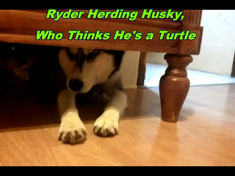 German Shepherd Herding A Siberian Husky