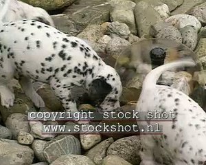 Dalmatian dog & puppies