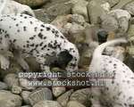 Dalmatian dog & puppies
