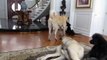 Great Dane Puppy 3 months old, Anatolian Puppies 10 months old, Giant Standard Poodle playing