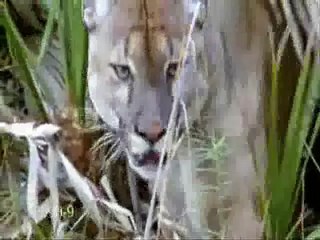 Animals - take a look through my eyes