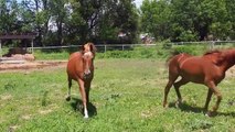 Spring Hill Horse Rescue's Arabian Mares Lolly and Dolly - Another Transition into a Bigger Pasture