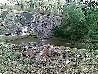 wild dogs hunting sambar deer- exclusively from parambikulam tiger reserve