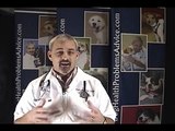 Dog Pancreatitis - Pancreatitis in Dogs