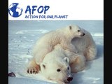 Action for our Planet: Polar Bear Trophy Hunting