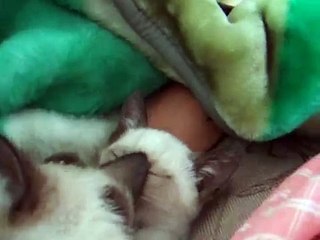 Kitty Hates Ears Licked - (Gets Revenge)