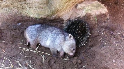 Wombat joey meets an echidna