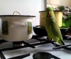 Кеша зеленый попугай хочет есть! Прикол