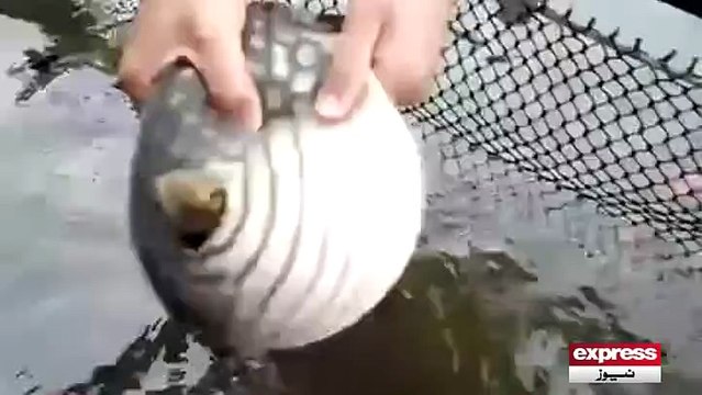 اس مچھلی کو دیکھ کر آپ حیران رہ جائیں گے۔