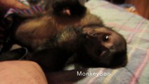 MonkeyBoo Talking and Snuggling At Bed Time