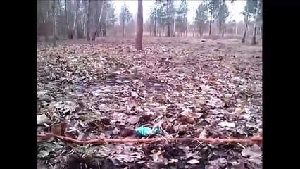 Martin - Schroniska dla Bezdomnych Zwierząt w Koninie