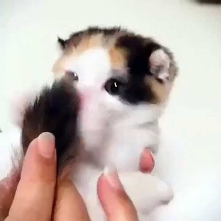 kitten eating its tail