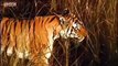 Fiona Bruce tracks Tigers in the Wild - Saving Planet Earth - BBC