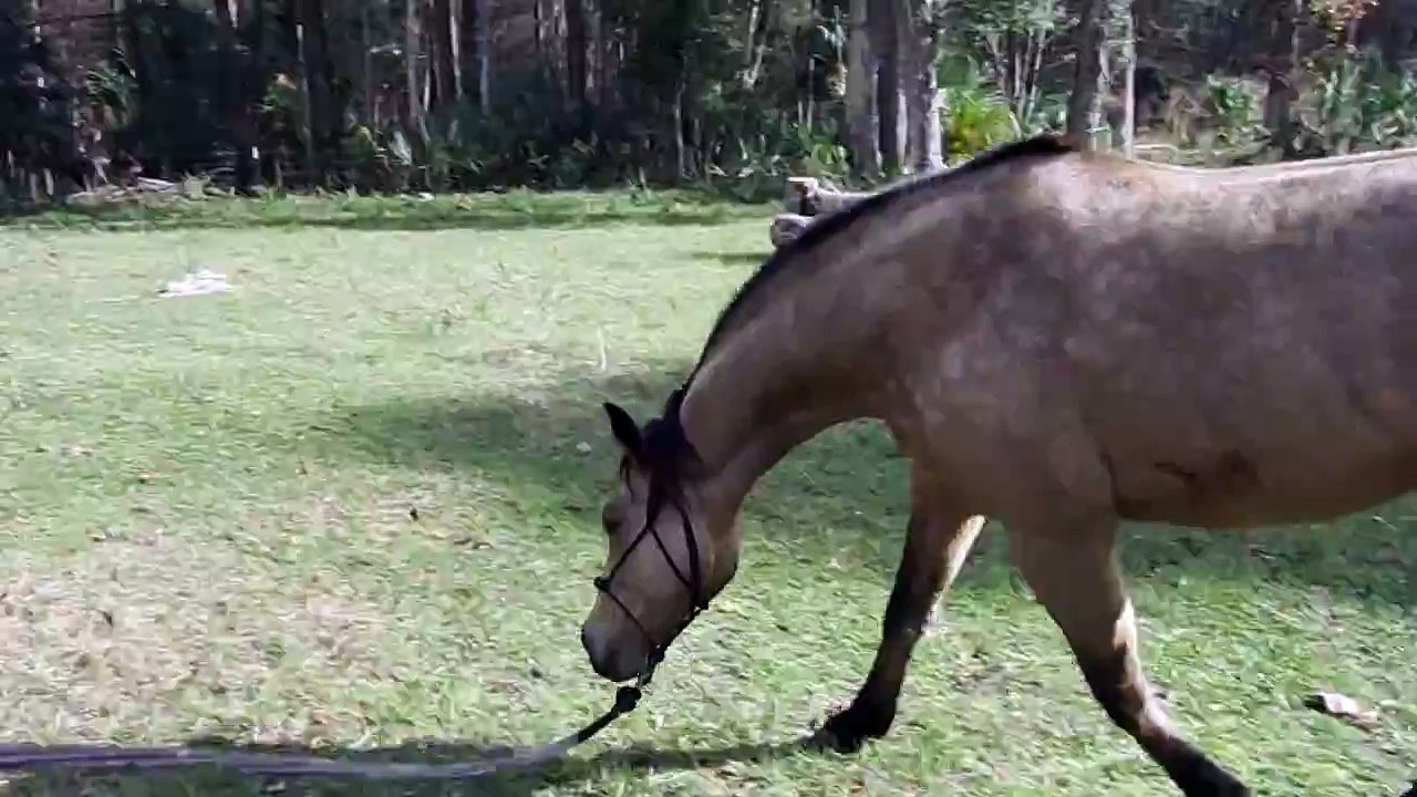 horse jogging